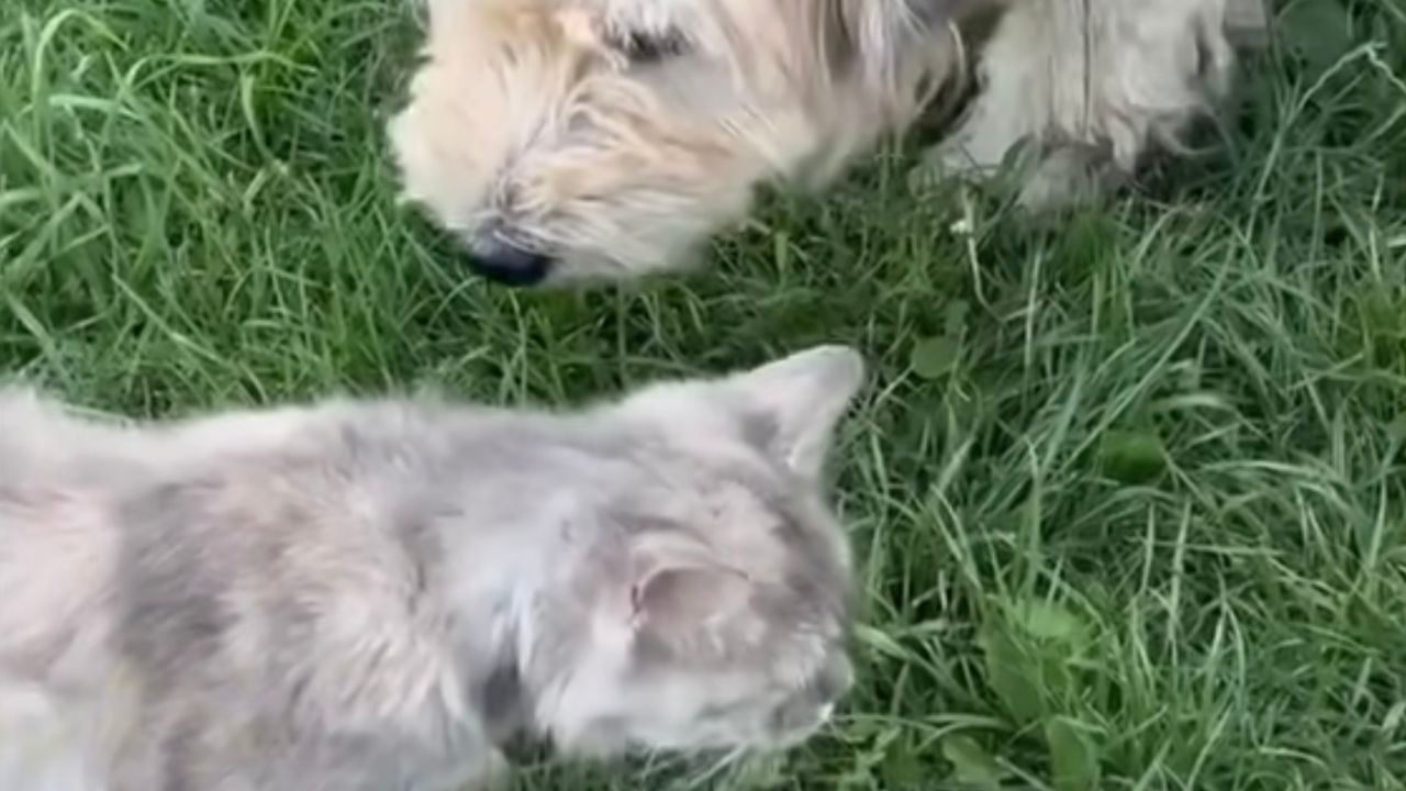 Cane e gatto uniti da un legame fraterno