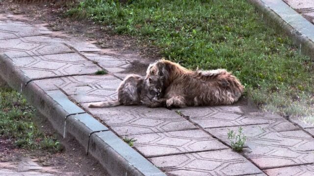 Il cane randagio e sporco si è fatto coraggio grazie alla presenza di un amico molto speciale – Video