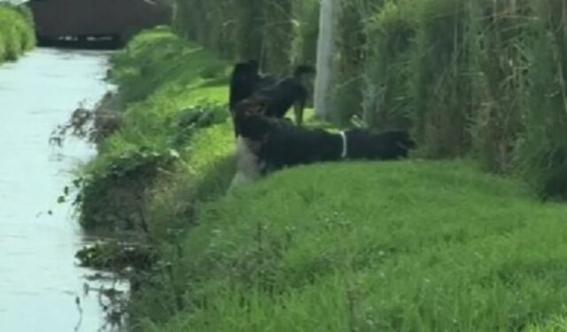 Il cane randagio non riesce a uscire dal fiume, ma il ragazzo non ci pensa due volte e lo salva