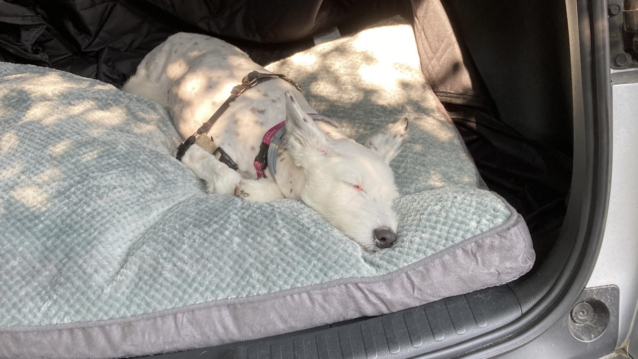 cane sordo esausto dopo scampagnata