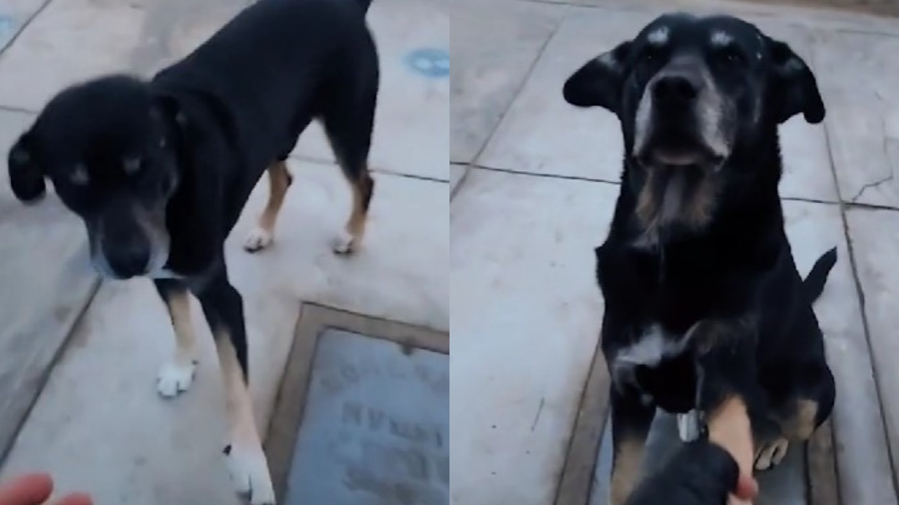 cane va da solo in clinica