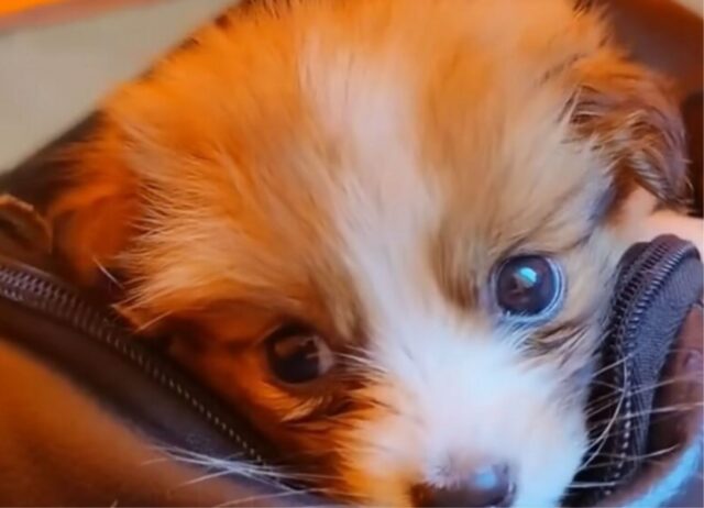 Il ciclista stava facendo la sua corsa, quando si è accorto di un cucciolo di cane fermo sul sentiero