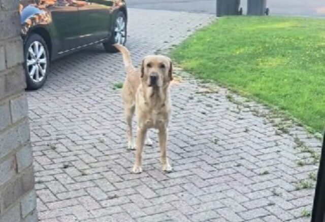 Il modo in cui il cane reagisce al rientro a casa della mamma lascia tutti di stucco: “È un po’ rude”