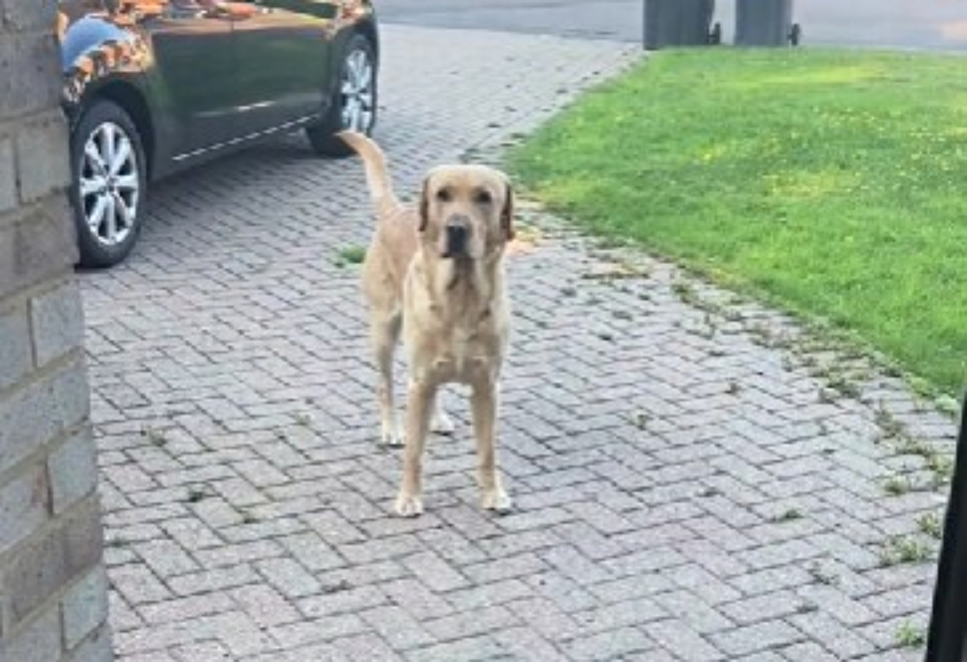 cane accoglie male la mamma che torna a casa