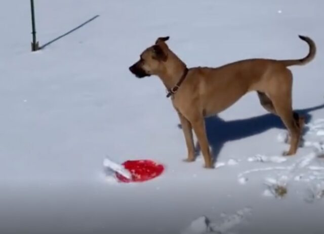 La cagnolina guarda le persone che vanno in slitta e a un certo punto decide di cimentarsi