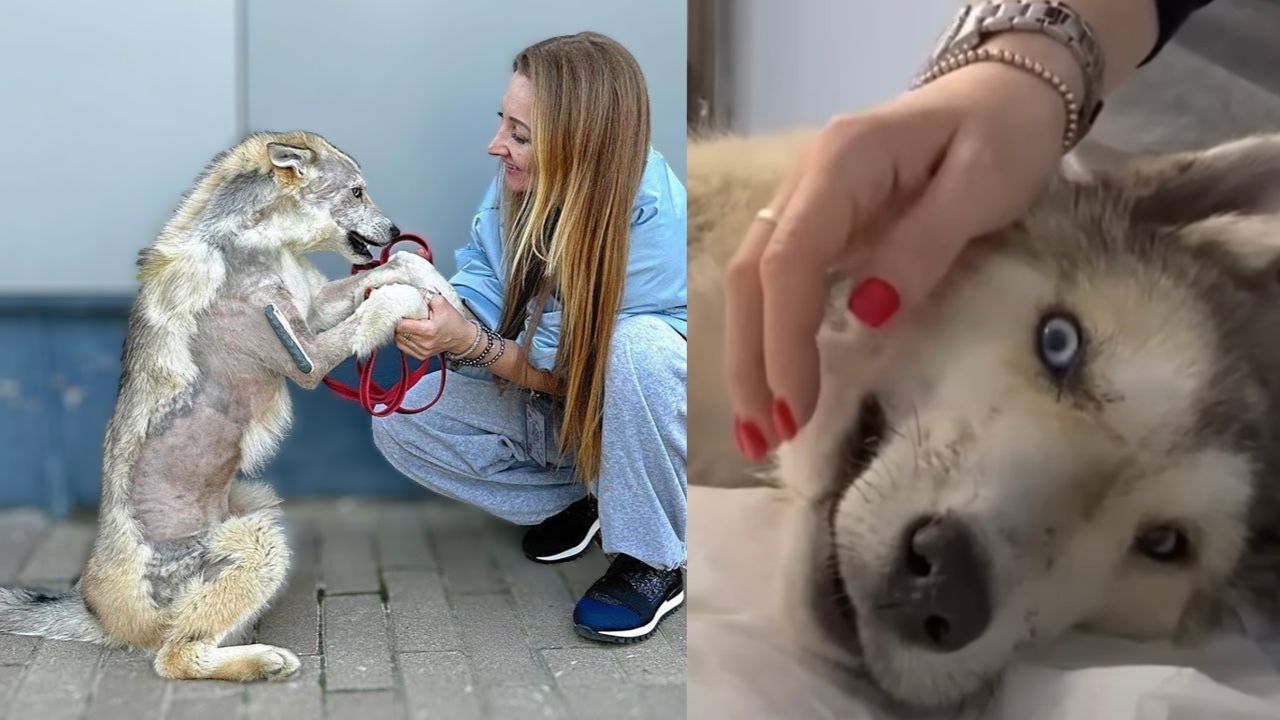 Cagnolina necessita di cura