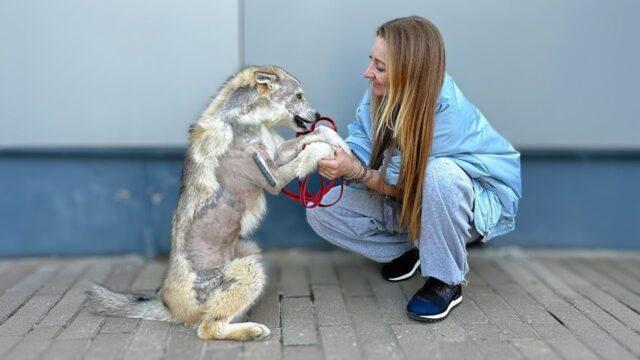 La cagnolina pensava che non sarebbe sopravvissuta: quello che le avevano fatto era troppo – Video