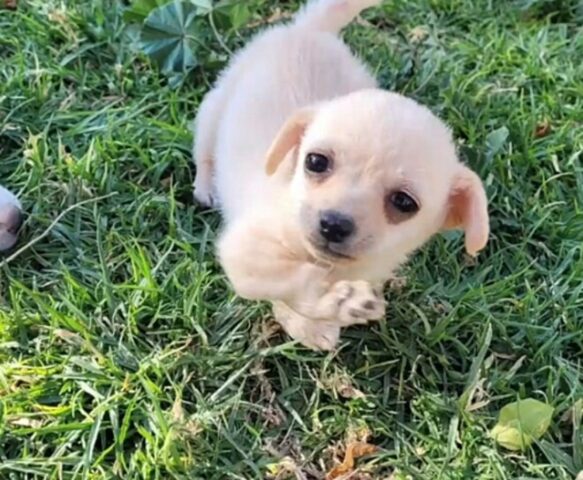 La cagnolina randagia partorisce un cucciolo con una rara patologia, ma per lui c’è un bellissimo lieto fine