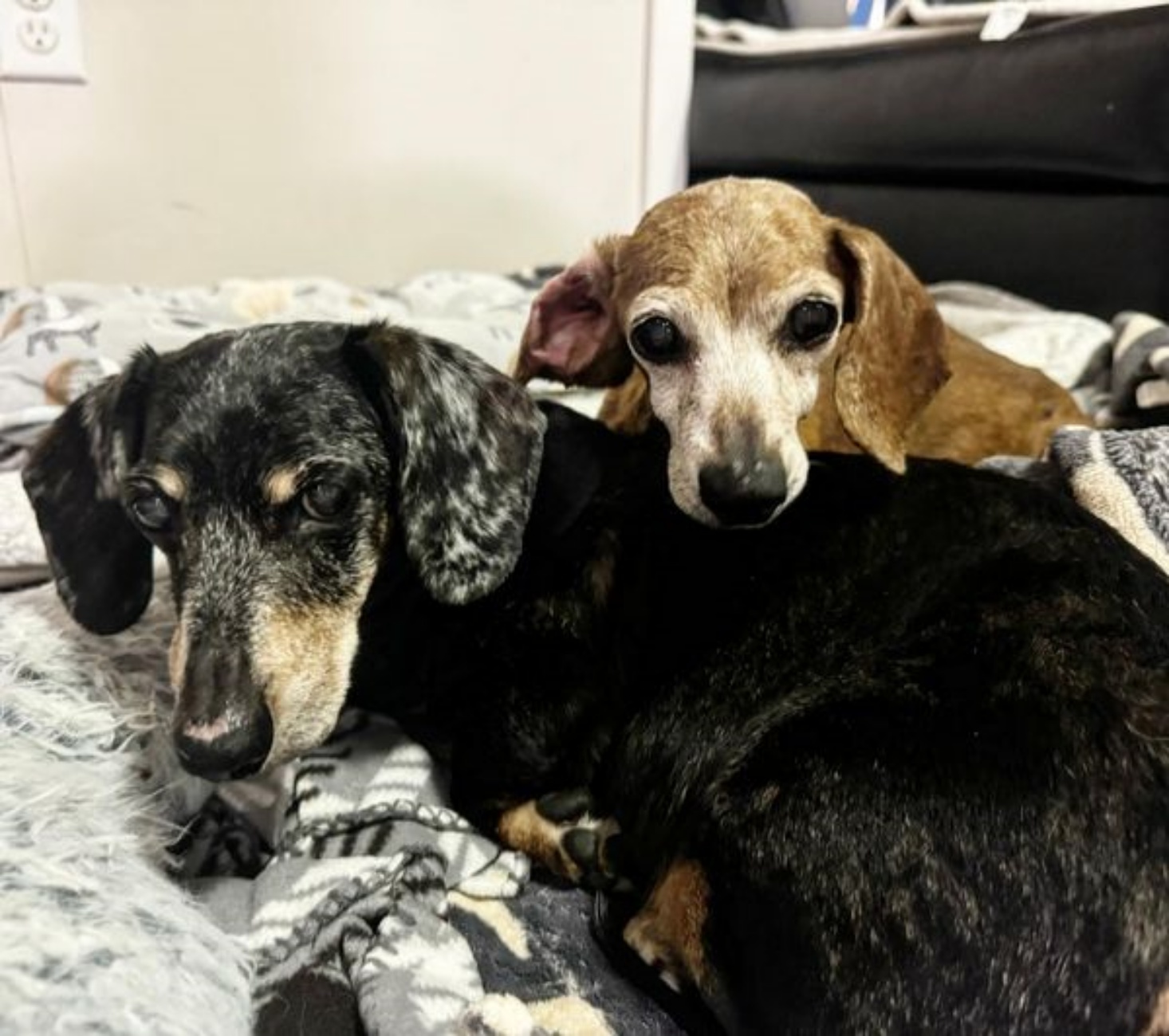 cagnolina affronta perdita migliore amico