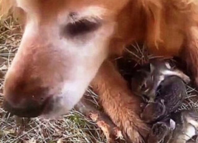 La donna pensa che il suo cane abbia catturato degli uccellini, poi guarda meglio fra le sue zampe