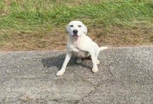 La donna si accorge di una “macchia bianca” mentre accompagna la figlia a scuola: in poco tempo il cane è salvo