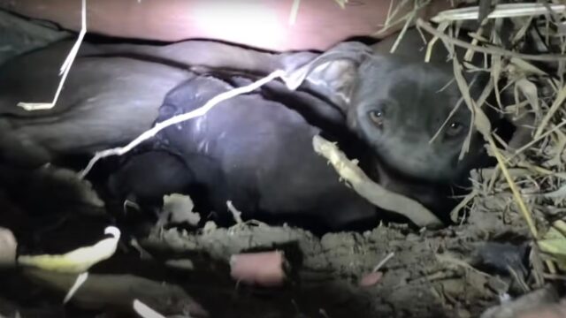 La povera mamma cane maltrattata si trasforma in maniera davvero inattesa – Video