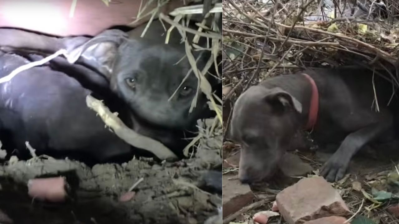 Mamma cane randagia si occpa dei suoi cuccioli