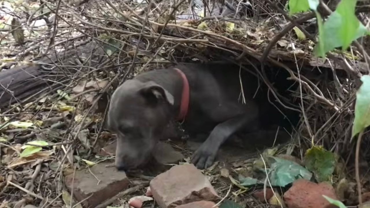 Mamma cane vittima di maltrattamenti