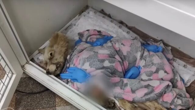 L’hanno legata e lasciata al buio: gli uomini crudeli volevano assicurarsi che la cagnolina non sopravvivesse – Video