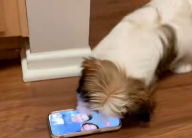 Lo Shih-Tzu impazzisce di gioia, ha appena ricevuto una videochiamata dalla sua mamma