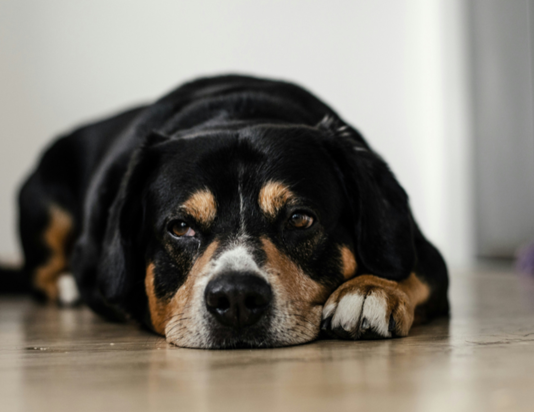 Cane sul pavimento