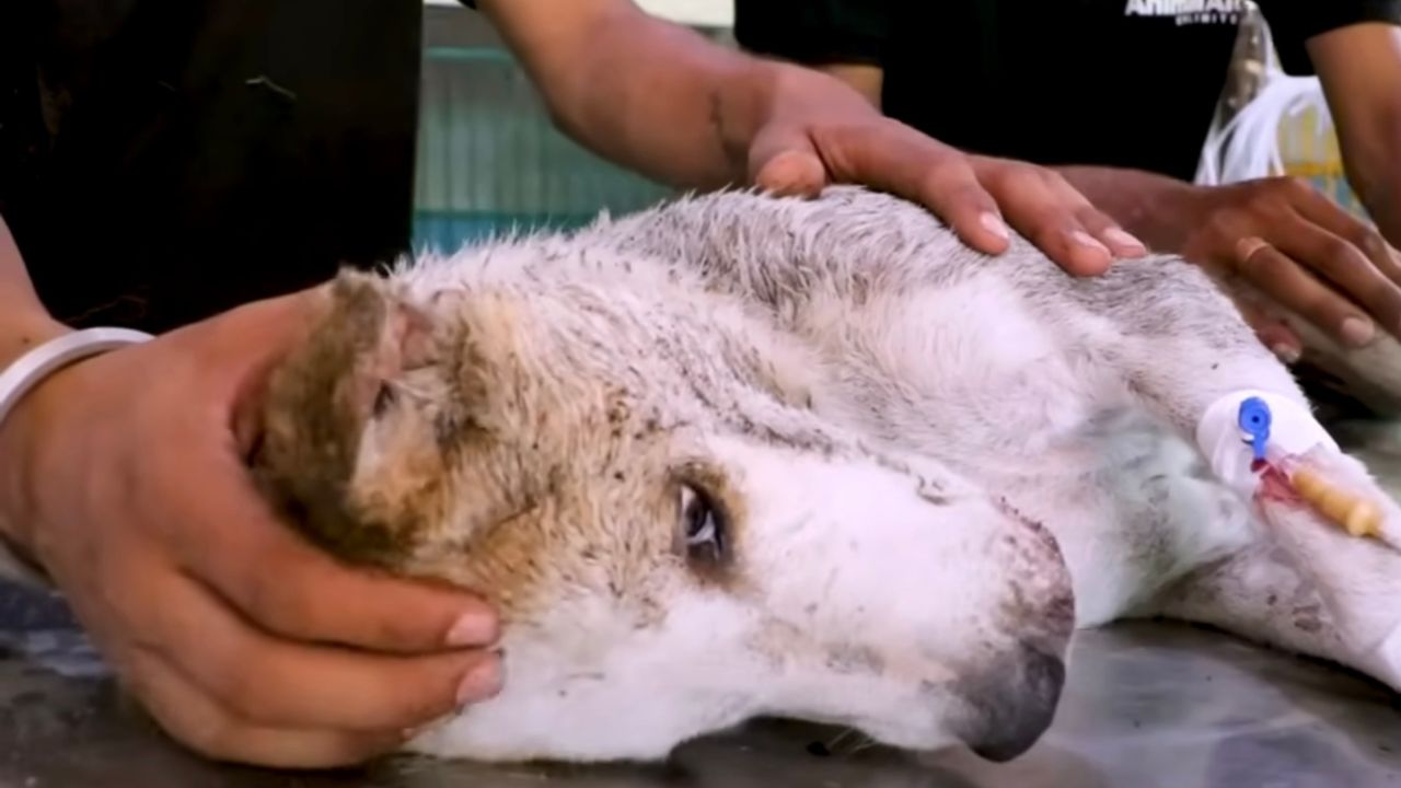 Cane dal veterinario