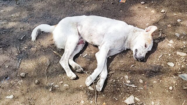 Lo hanno trovato incosciente sul ciglio della strada e pensavano non ci fosse più niente da fare: il cane era sfinito – Video