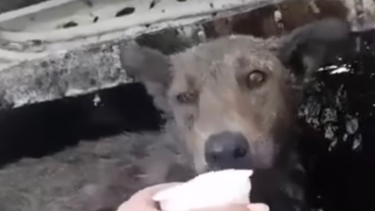 Mamma cagnolina viene nutrito