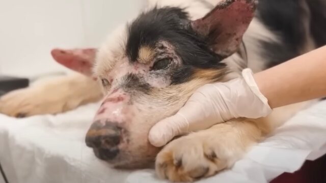 Non era più in grado di reggersi in piedi, ma il cane aveva ancora tanto amore da dare – Video