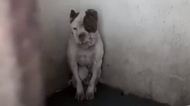 Per tutta la sua infanzia questo povero cane è rimasto rinchiuso e torturato in una stanza buia – Video