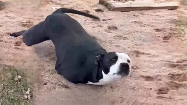 Piangeva disperato per quello che gli avevano fatto: questo cane non sapeva come stare meglio – Video