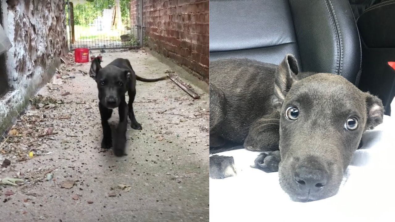 Cucciolo di cane randagio viene portato in rifugio