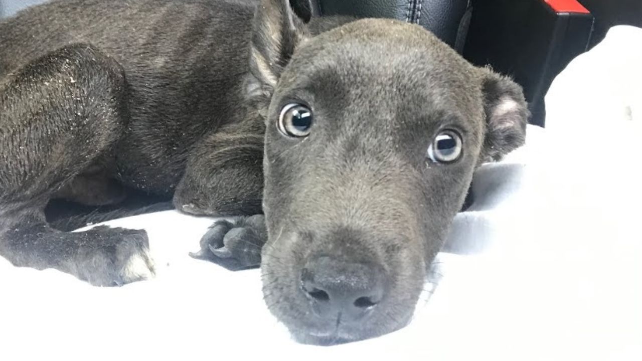 Cucciolo di cane in auto