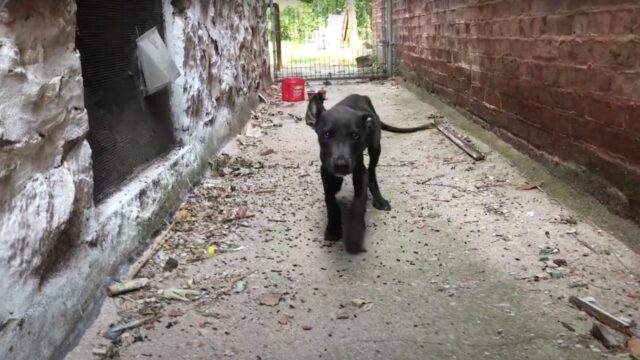 Piccolo e denutrito, questo povero cucciolo di cane voleva soltanto avere amore – Video