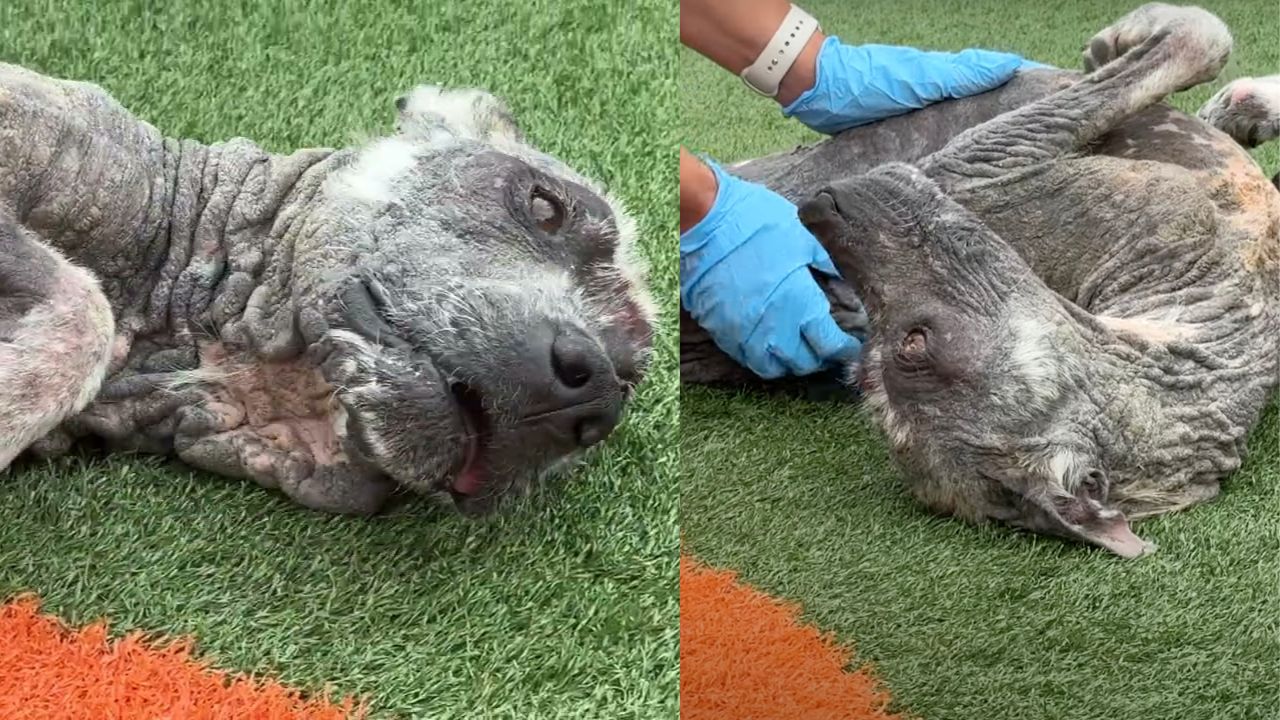 Cane soffre di gravi problemi alla pelle 