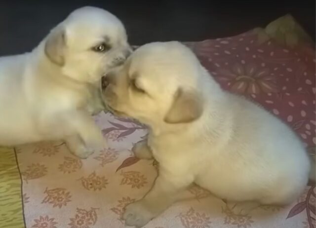 Questi cuccioli iniziano a “combattere”, ma niente paura, la loro mamma sa già come fermarli 