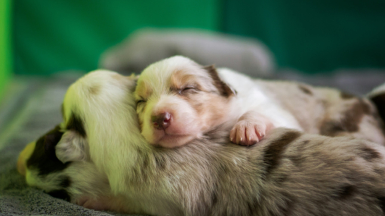 Cucciolo abbraccia l’altro