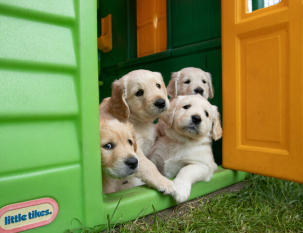 Questi sono i motivi per cui in una cucciolata i cagnolini sono molto diversi fra loro