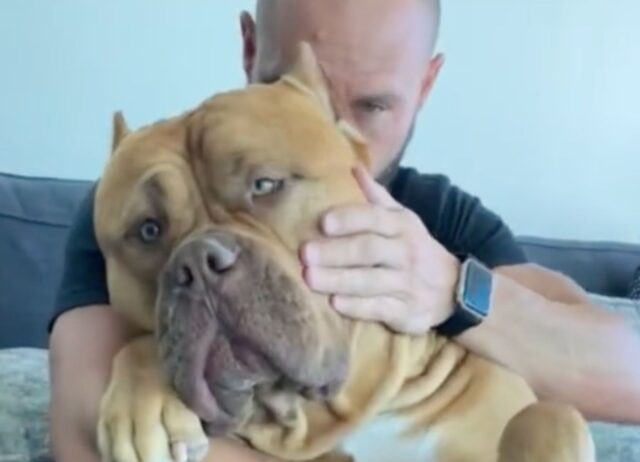 Questo Pitbull non ha mai capito quanto pesa davvero e continua a chiedere coccole come se fosse un cucciolo toy