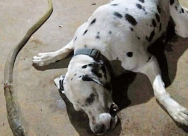 Rischiando tutto, questo cane ha attaccato un cobra pur di difendere il suo amato padrone