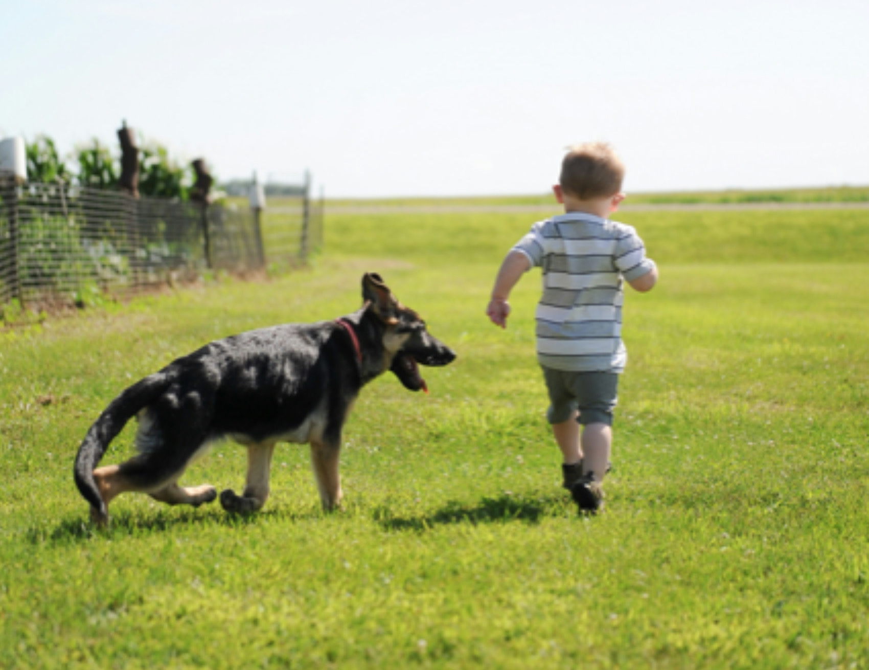 Cane con il bambino