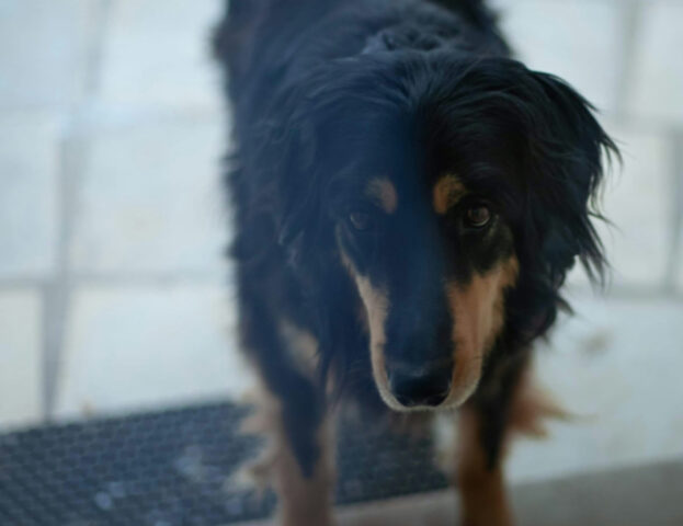 Se hai lasciato il tuo cane in pensione e ora è cambiato, forse è successo questo