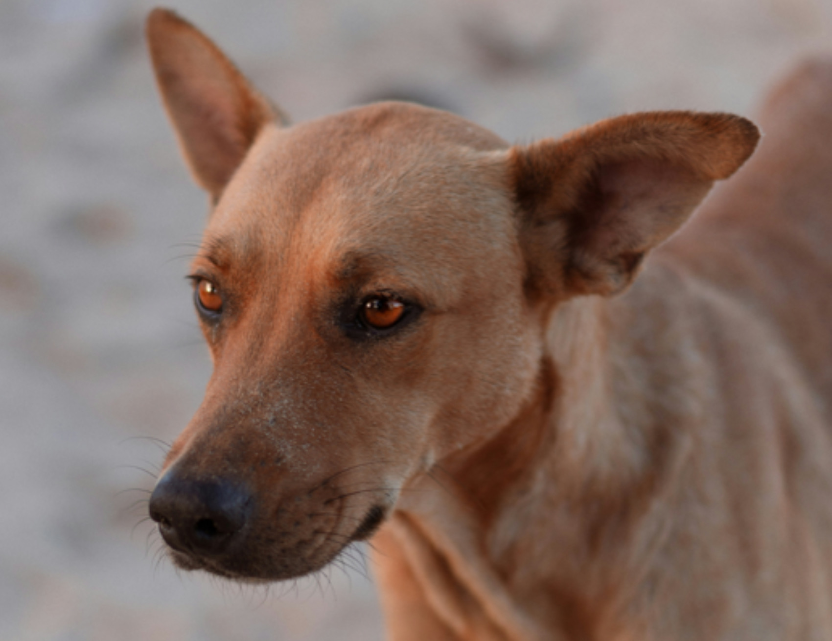 Cane guarda avanti