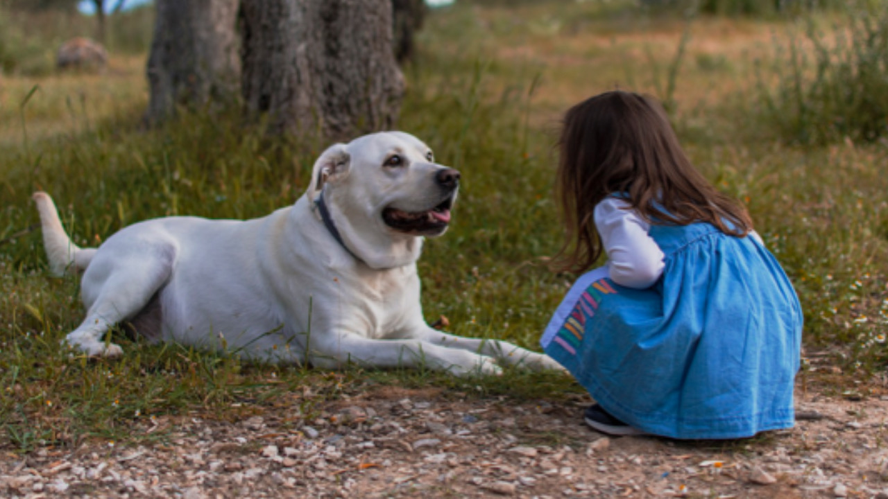 Bambina guarda il cane