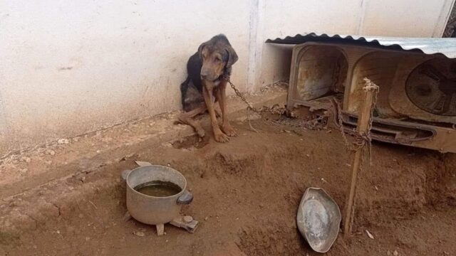 Tenuto in catene e in uno spazio piccolo per molto tempo, il cane ormai aspettava solo che la vita finisse – Video