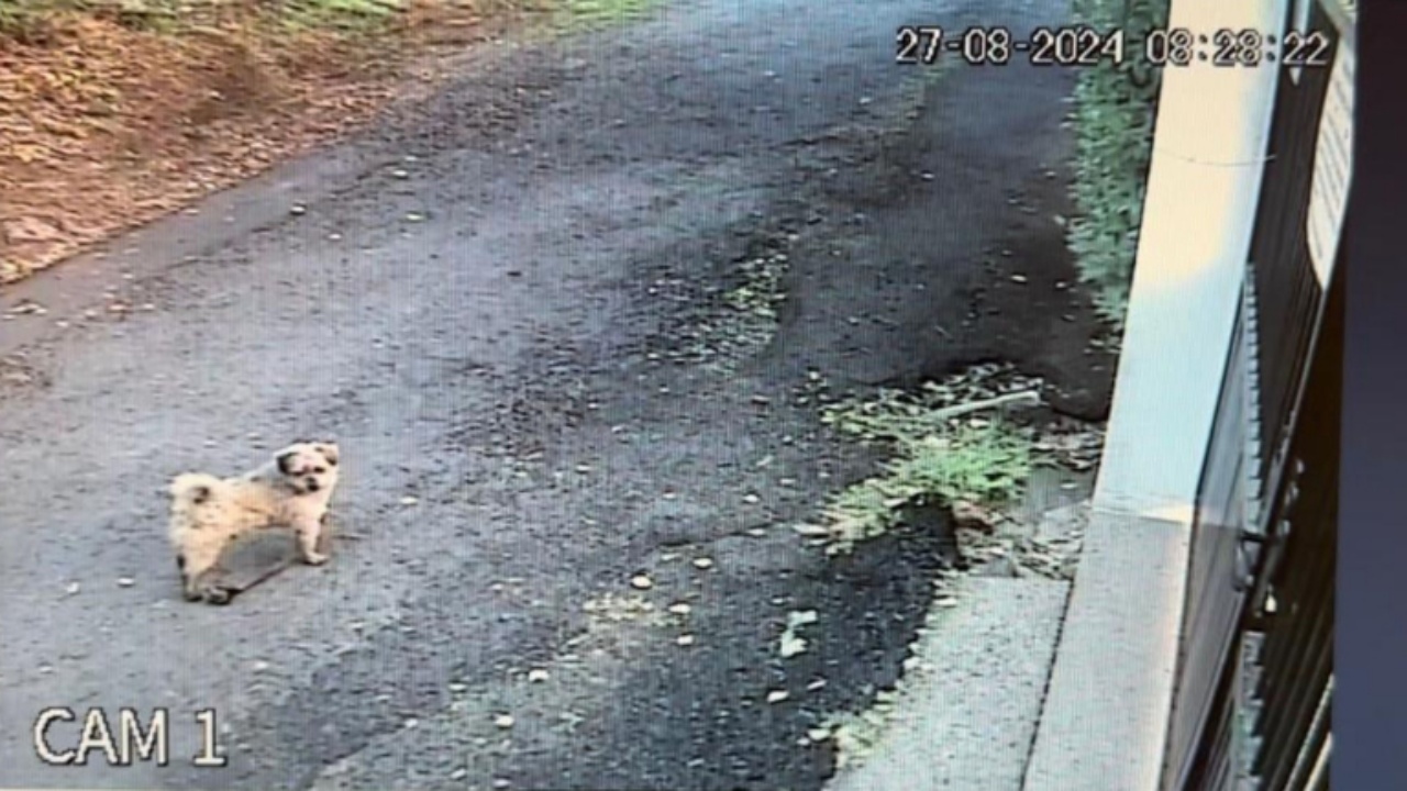 cane torna al rifugio dopo l'adozione