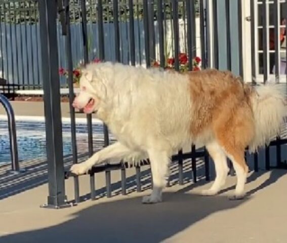 Tutti si sciolgono in lacrime guardando il cane cieco e sordo che non capisce che il cancello della piscina è aperto