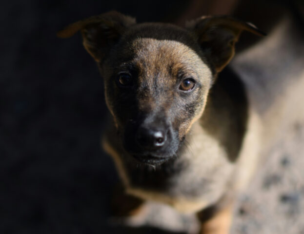 Un esperto rivela che questo è l’unico vero sguardo del cane che dovrebbe metterci in allarme