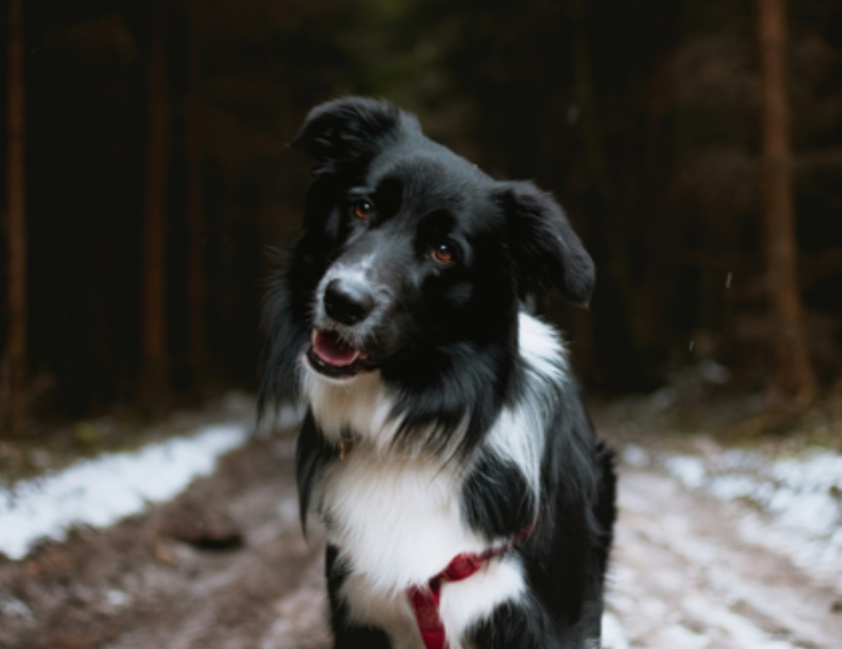 Cane storce la testa