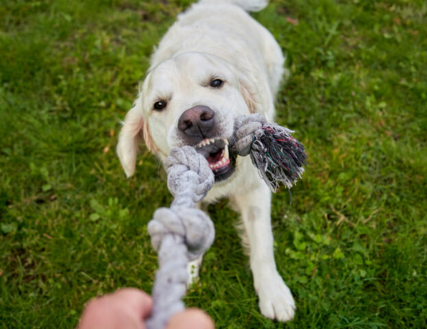 Una nuova ricerca rivela quale legame si sviluppa tra i cani e il loro giocattolo preferito