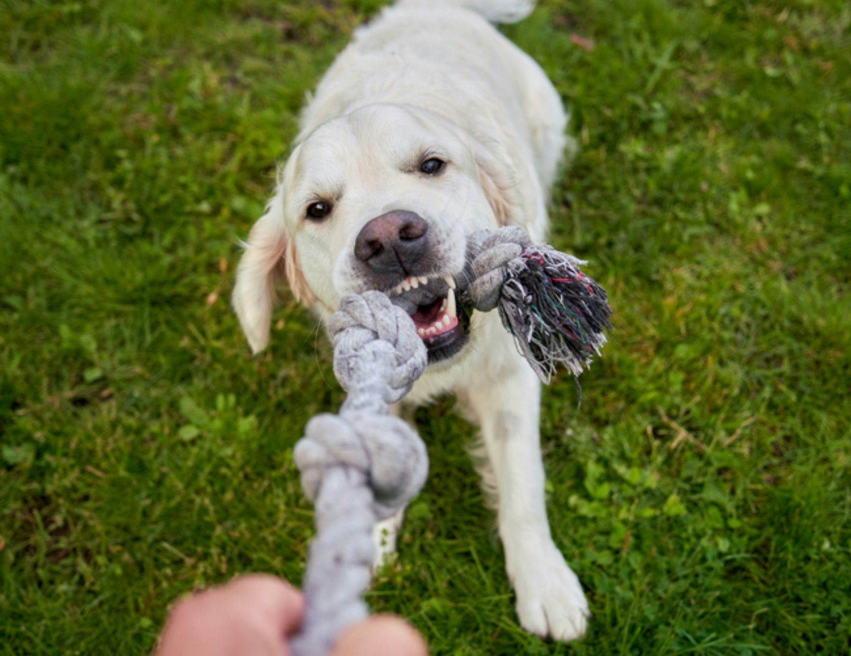 Cane tiene il gioco