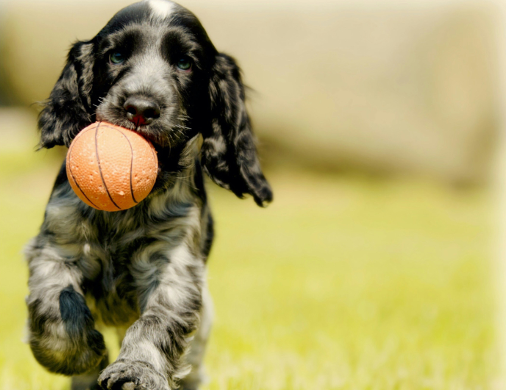 Cane segue la pallina