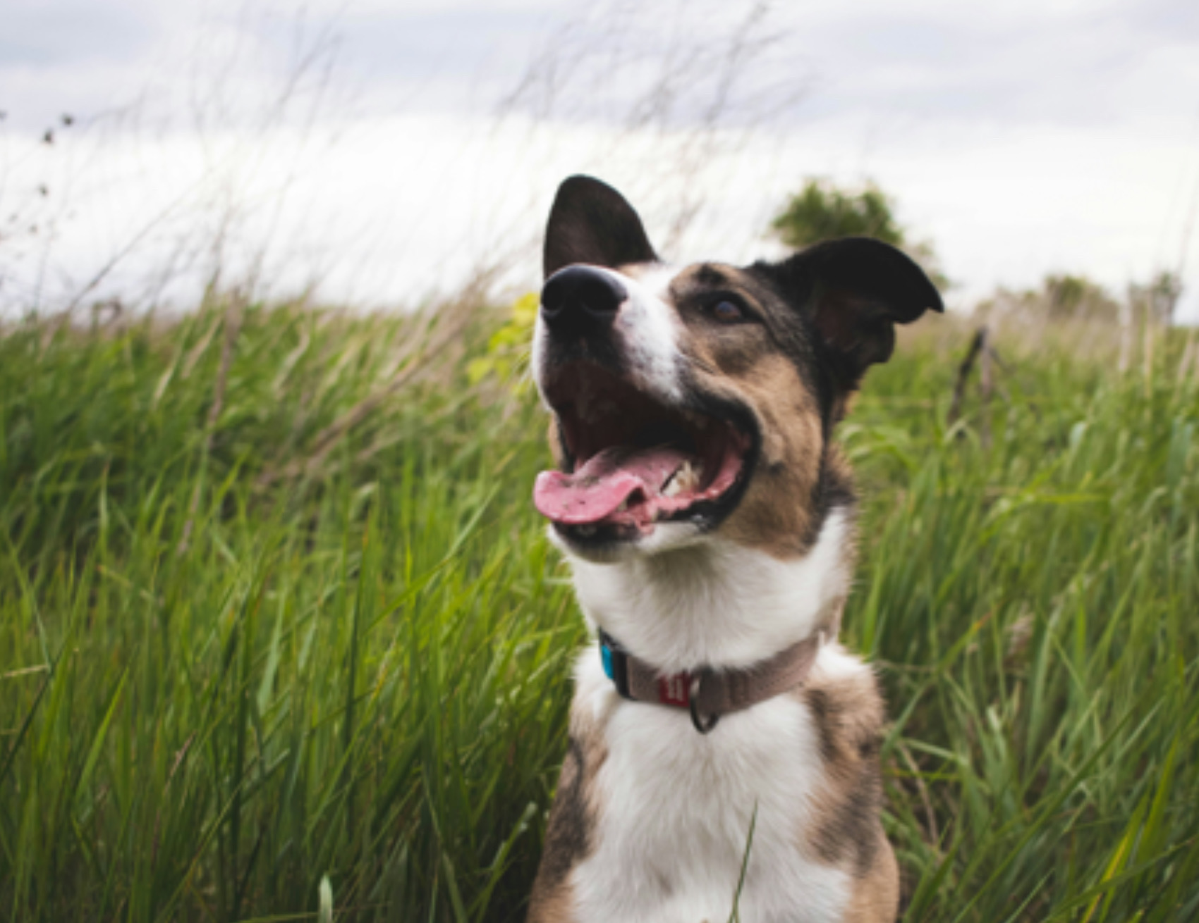 Cane guarda in alto