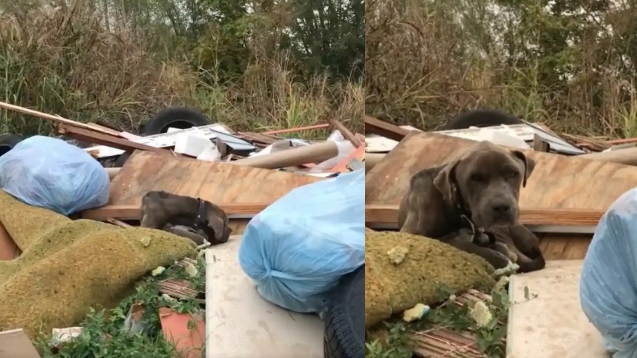 cane che viveva su immondizia